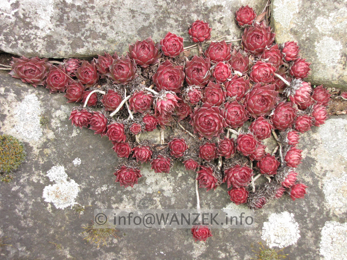 Sempervivum hybridum in Sorten 03 in Mauer.JPG